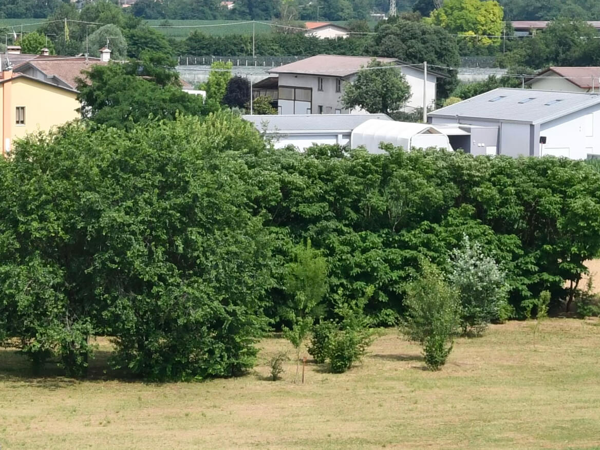 Filari del nuovo bosco planiziale